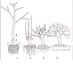 four different types of trees and their roots