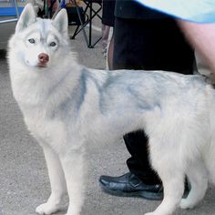 a white and gray dog standing next to a person in black boots on the ground