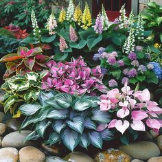 many different types of flowers and plants in the garden with rocks on the ground next to them