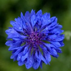 a blue flower with drops of water on it