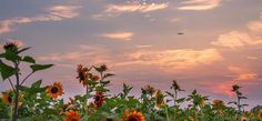 the sun is setting over a field of sunflowers with an airplane in the distance