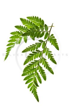 green leaves on a white background with clipping space for text or image - silver heart arts