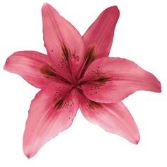 a pink flower with brown stamens on it's petals is photographed against a white background