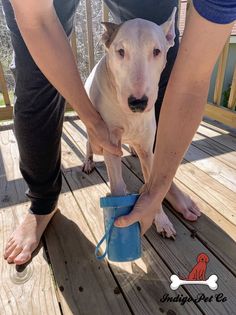 a dog is standing on a wooden deck holding a blue cup in it's mouth