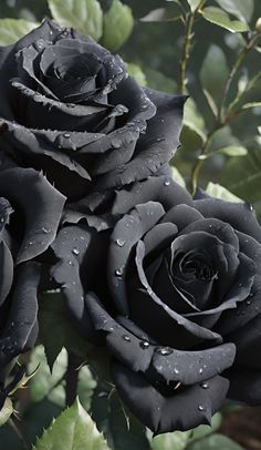 two black roses with water droplets on them