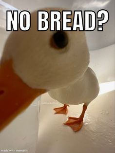 a duck standing on top of a white counter next to a glass filled with liquid