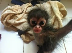 a baby monkey wrapped in a towel on the floor