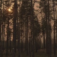 the sun is shining through the trees in the forest