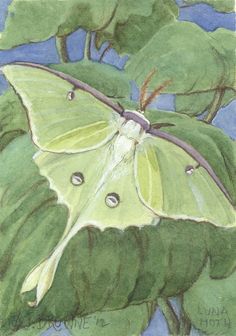 a white butterfly sitting on top of a green leaf