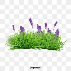 purple flowers and green grass on a white background, plant, flower, spring png and psd