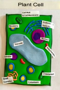 a plant cell is shown with labels on it