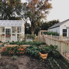 a chicken is standing in the middle of a garden