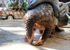 an armadile crawling on the ground with its foot in it's mouth