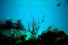 an underwater view of some corals and seaweed