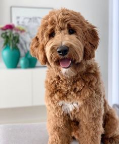 a brown dog sitting on top of a white floor