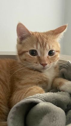 an orange and white cat laying on top of a blanket