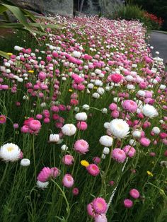 pink and white flowers line the side of a road