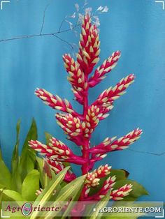 a pink and white flower with green leaves in front of a blue wall on the corner of a building