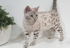 a cat standing next to a potted plant on top of a white countertop