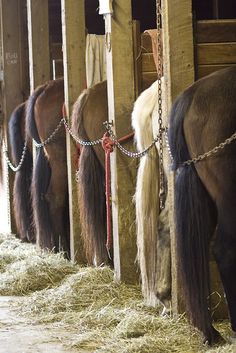 several horses are tied up to their stalls in the barn, while one horse is eating hay