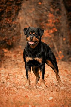 a black and brown dog standing on top of a dry grass covered field next to trees