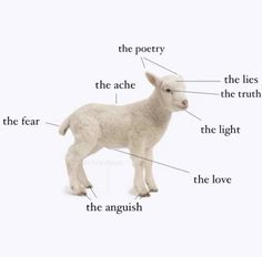 the parts of a sheep's body are labeled in this diagram, which includes its names