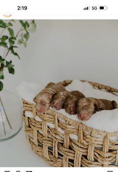 three puppies sleeping in a basket on top of a white table next to a potted plant