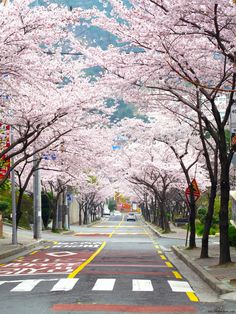 an empty street lined with cherry blossom trees