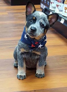 a small dog wearing a bandana sitting on the floor