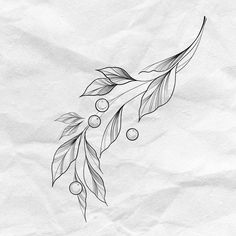 a drawing of an olive branch with leaves and berries on it, in black ink