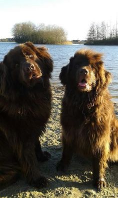 two large brown dogs sitting next to each other on a sandy beach near the water