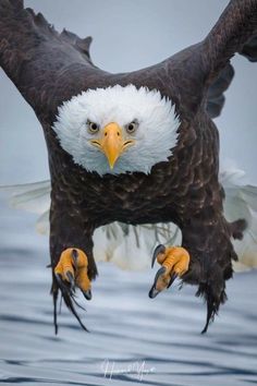 an eagle is flying over the water with its wings spread out and it's eyes open