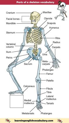 the skeletal skeleton and its major bones are labeled in this diagram, with labels on each side