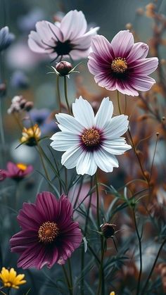 many different colored flowers in a field