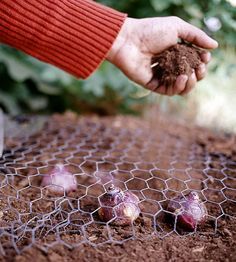 I wish I would have seen this before planting my tulips a couple of years ago.  They're all gone now! Planting Tulips, Perennial Bulbs, Fall Bulbs, Tulip Bulbs, Tulips Garden, Garden Bulbs, Cut Flower Garden, Spring Bulbs, Garden Care