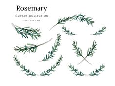 the rosemary clipart collection is available for purchase