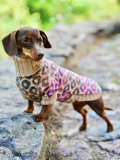 a small dog wearing a sweater on top of a rock