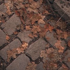 a cell phone is laying on the ground with leaves all over it's surface