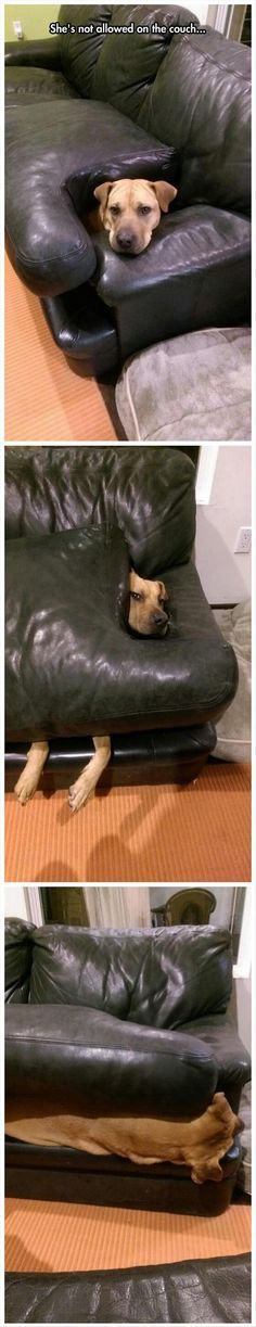 a dog sleeping on top of a black leather couch