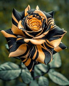 a yellow and black flower with leaves in the background