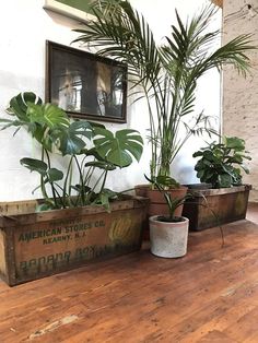 some plants are sitting in wooden containers on the floor