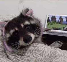 a raccoon wearing headphones on top of a bed next to a laptop