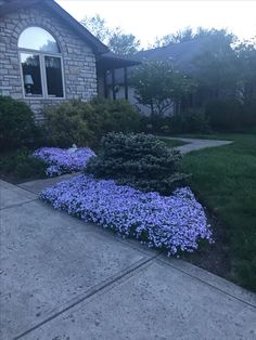 blue flowers in front of a house on a sidewalk with grass and bushes behind it