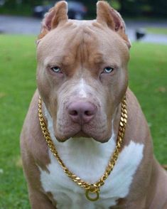 a brown and white dog with a gold chain around it's neck sitting in the grass