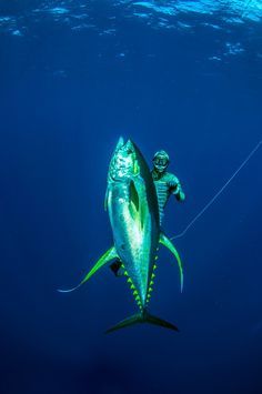 a man on a rope attached to a large fish in the blue water with another person behind him