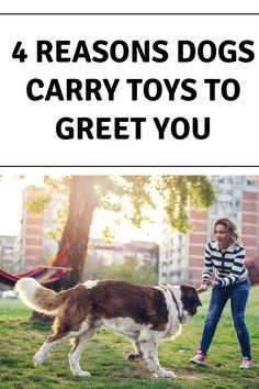 a woman walking her dog in the park with text that reads 4 reason dogs carry toys to greet you