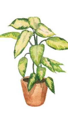 Watercolor Plants, Watercolor Paintings Easy, 수채화 그림, Plant Painting, Nature Drawing, Arte Sketchbook