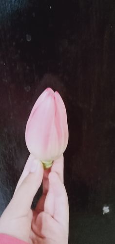 a person holding a pink flower in their left hand and touching it with the other hand