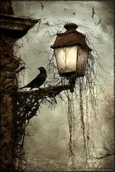 two black birds sitting on a branch next to a lamp post with vines hanging from it