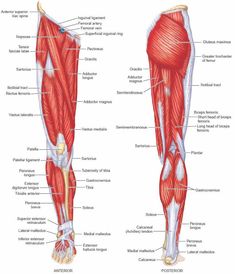 the muscles are labeled in this diagram